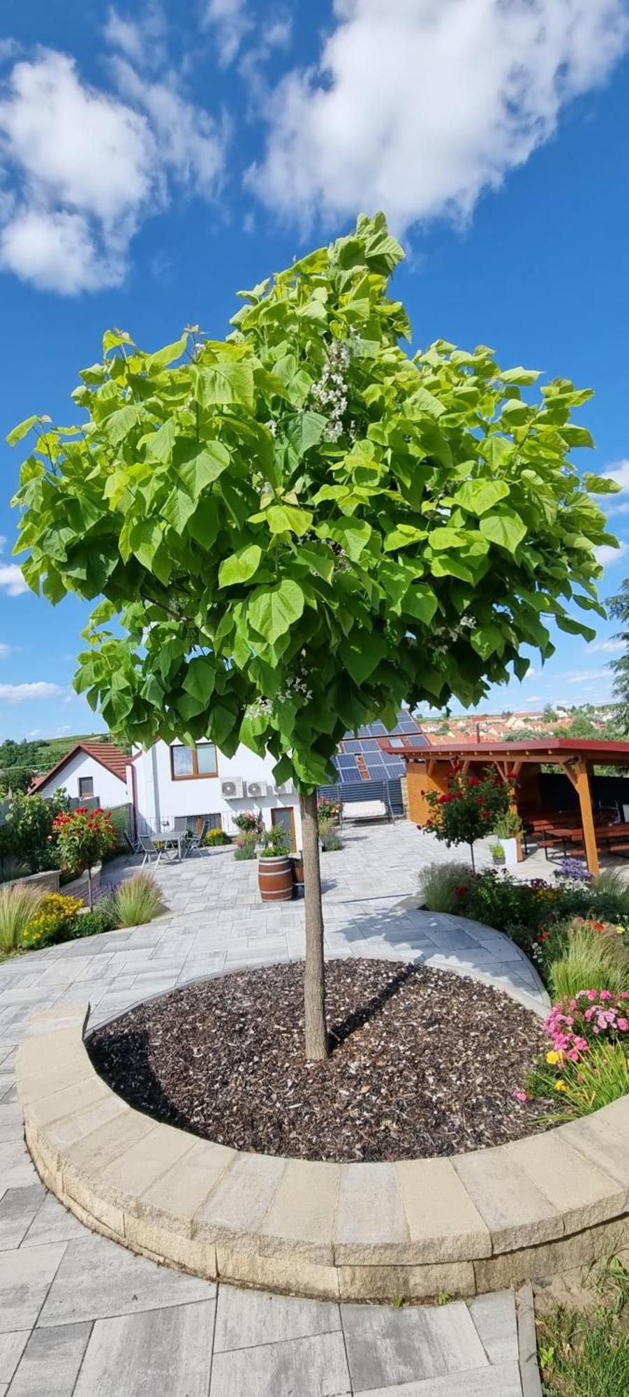 Penzion U Bustiku Sardice Buitenkant foto